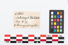 Etikett zu Bronzeknopf (NHMW-PRAE-023663)